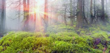Фотообои Туман в заброшенном лесу