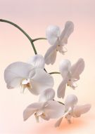 Фреска белая орхидея
