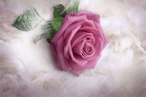 Фотообои 3D роза в пушистых перышках