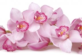 Фреска Цветущая орхидея