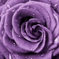 Фреска Фиолетовая роза