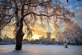 Фотообои Зима