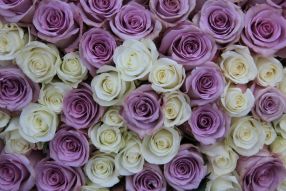Фотообои ковер из роз