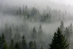 Фотообои Туман над лесом