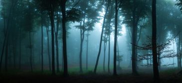 Фреска Туманный лес