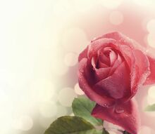 Фреска Бутон розы