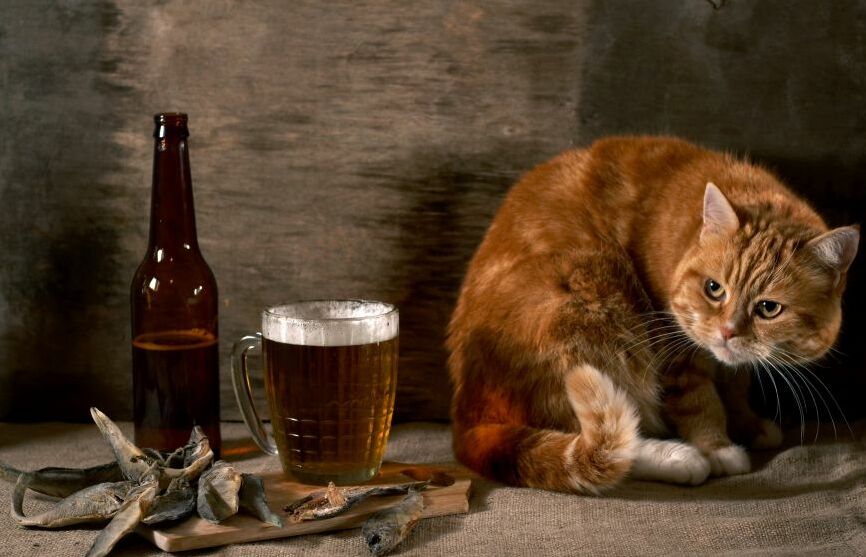 Картина на холсте Кот и пиво, арт hd1449101