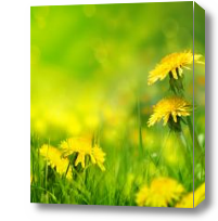 Картина Одуванчики в зеленом поле
