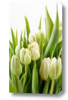 Картина белые тюльпаны