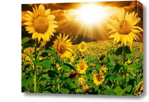 Картина Солнечные цветы под вечерним солнцем
