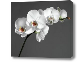 Картина Ветка орхидеи на сером фоне